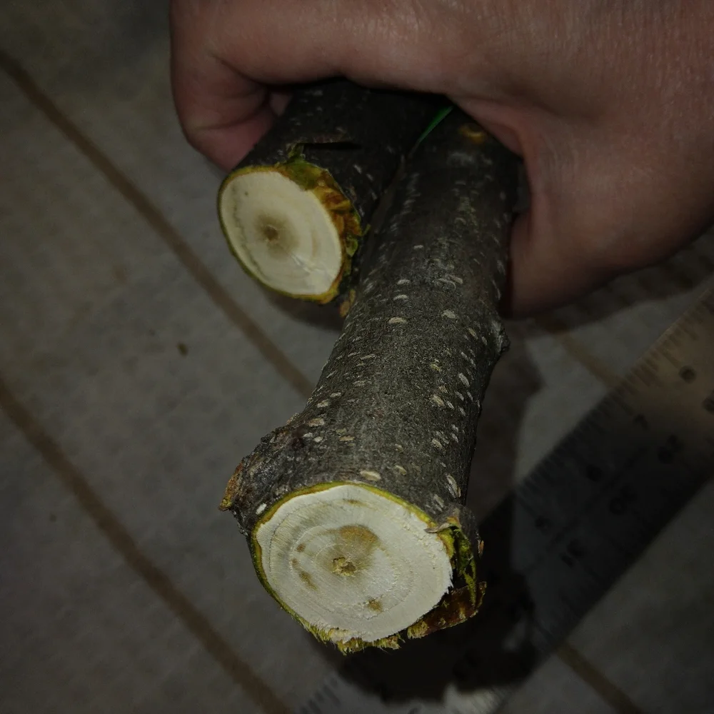Peach Tree Branches for Crafting Isopods Reptiles  Terarrium  Jararrium Vivarium